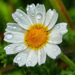 Daisyflower